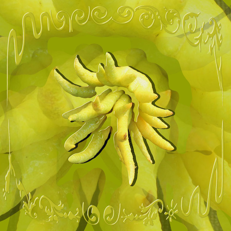 Fruit of the bloom w/Andreas Palmer buddha's hand RANDOM ACCESS RADIO